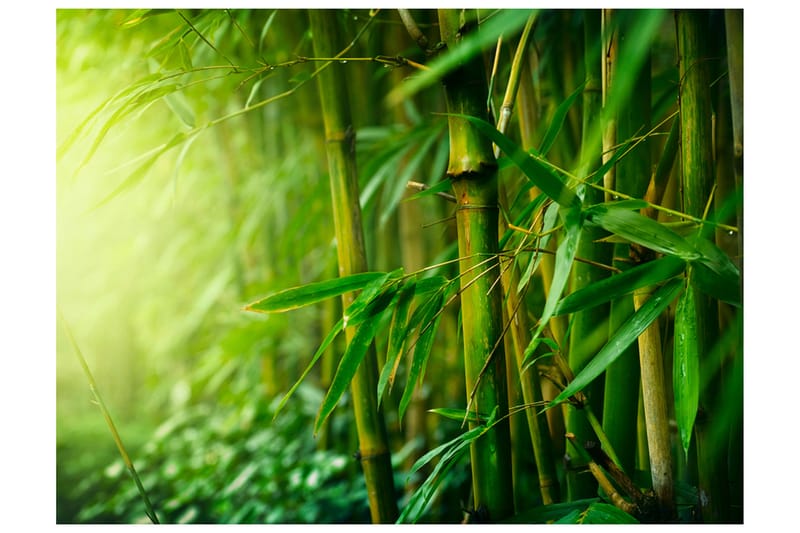 Fototapet Jungle Bamboo 250x193 - Artgeist sp. z o. o. - Innredning - Veggdekorasjon - Tapeter - Fototapeter