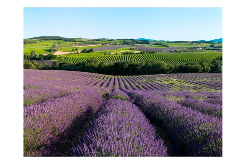 Fototapet Lavender field 250x193 - Artgeist sp. z o. o. - Innredning - Veggdekorasjon - Tapeter - Fototapeter