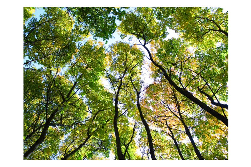 Fototapet Looking Up At The Trees 200x154 - Artgeist sp. z o. o. - Innredning - Veggdekorasjon - Tapeter - Fototapeter