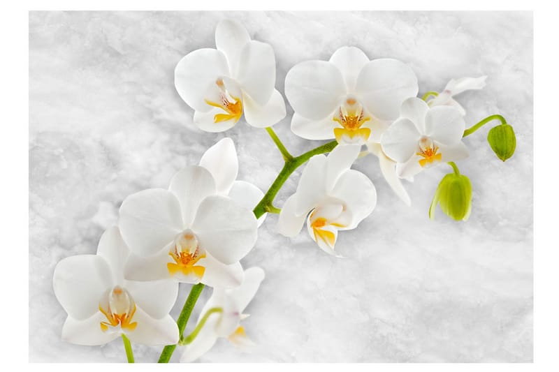 Fototapet Lyrical Orchid White 350x245 - Artgeist sp. z o. o. - Innredning - Veggdekorasjon - Tapeter - Fototapeter