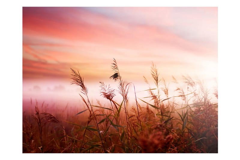 Fototapet Morning Meadow 200x154 - Artgeist sp. z o. o. - Innredning - Veggdekorasjon - Tapeter - Fototapeter