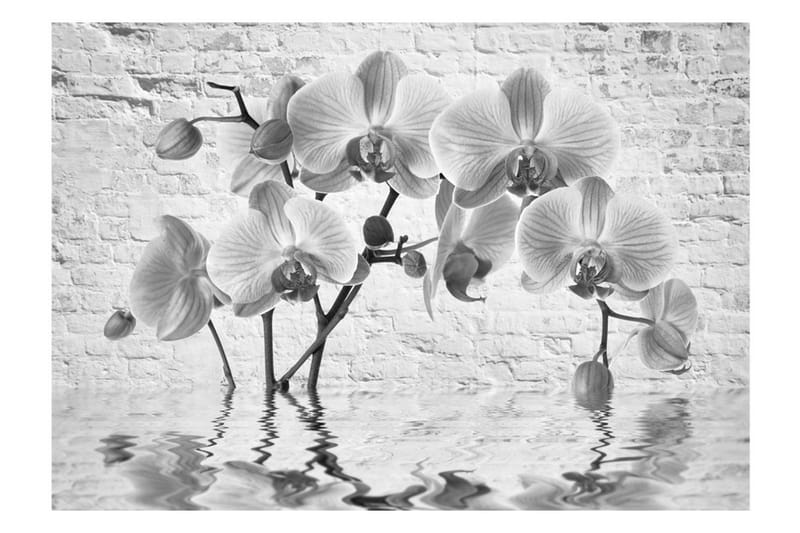 Fototapet Orchid In Shades Of Gray 300x210 - Artgeist sp. z o. o. - Innredning - Veggdekorasjon - Tapeter - Fototapeter