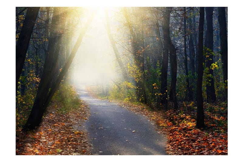 Fototapet Road Through The Forest 400x280 - Artgeist sp. z o. o. - Innredning - Veggdekorasjon - Tapeter - Fototapeter