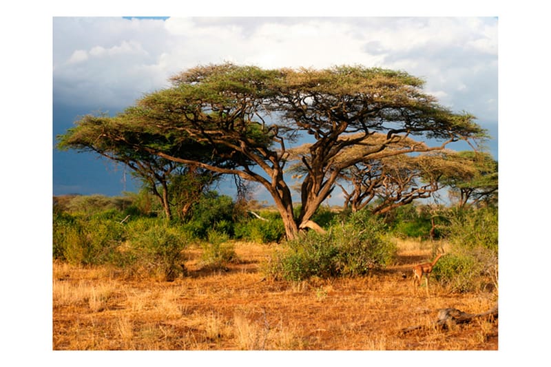 Fototapet Samburu National Reserve Kenya 250x193 - Artgeist sp. z o. o. - Innredning - Veggdekorasjon - Tapeter - Fototapeter