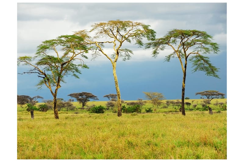 Fototapet Savanna Trees 200x154 - Artgeist sp. z o. o. - Innredning - Veggdekorasjon - Tapeter - Fototapeter