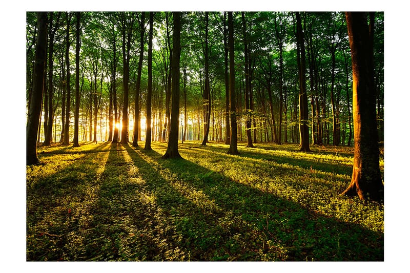 Fototapet Spring Morning In The Forest 100x70 - Artgeist sp. z o. o. - Innredning - Veggdekorasjon - Tapeter - Fototapeter