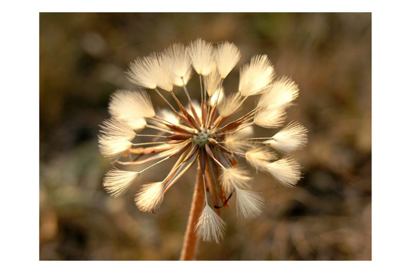 Fototapet Summer time Dandelion 250x193 - Artgeist sp. z o. o. - Innredning - Veggdekorasjon - Tapeter - Fototapeter