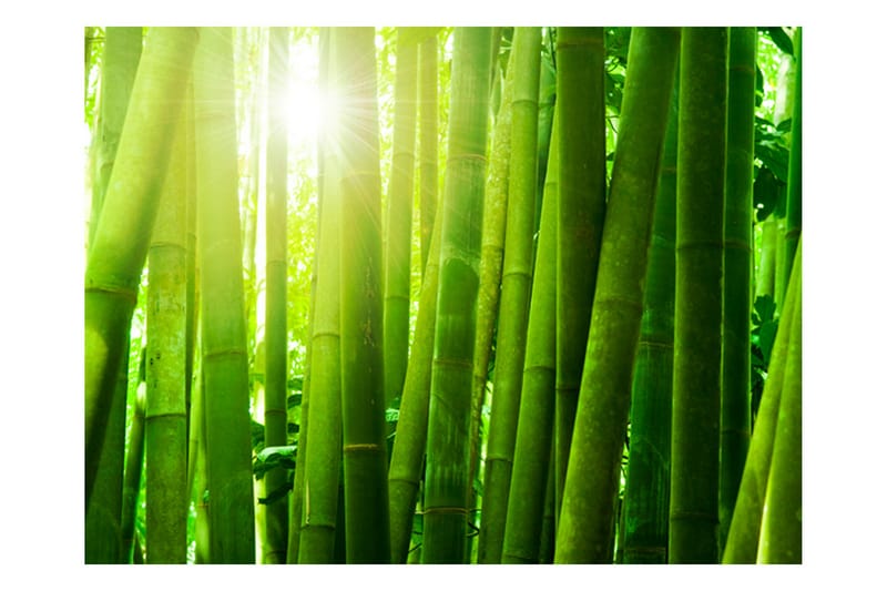 Fototapet Sun And Bamboo 250x193 - Artgeist sp. z o. o. - Innredning - Veggdekorasjon - Tapeter - Fototapeter