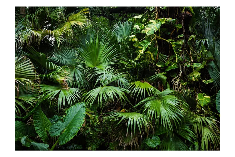 Fototapet Sunny Jungle 200x140 - Artgeist sp. z o. o. - Innredning - Veggdekorasjon - Tapeter - Fototapeter