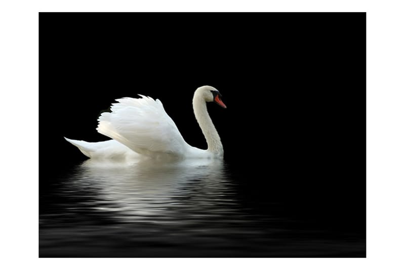 Fototapet Swan Black And White 250x193 - Artgeist sp. z o. o. - Innredning - Veggdekorasjon - Tapeter - Fototapeter