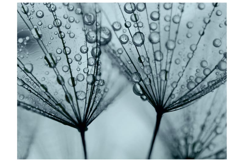 Fototapet Turkis Dandelion 250x193 - Artgeist sp. z o. o. - Innredning - Veggdekorasjon - Tapeter - Fototapeter