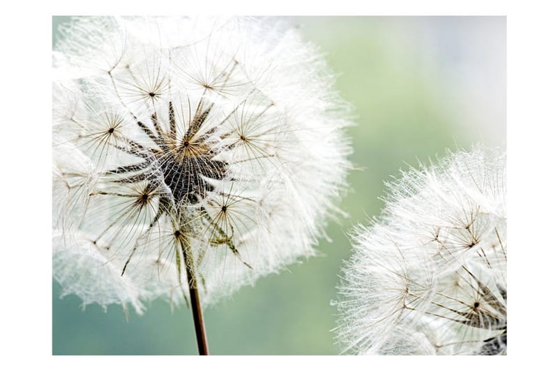 Fototapet Two Dandelions 250x193 - Artgeist sp. z o. o. - Innredning - Veggdekorasjon - Tapeter - Fototapeter