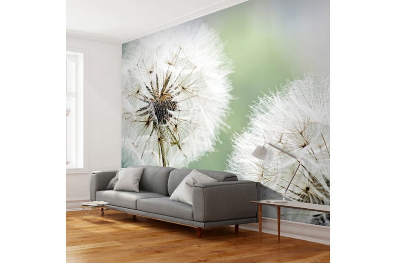 Fototapet Two Dandelions 250x193 - Artgeist sp. z o. o. - Innredning - Veggdekorasjon - Tapeter - Fototapeter