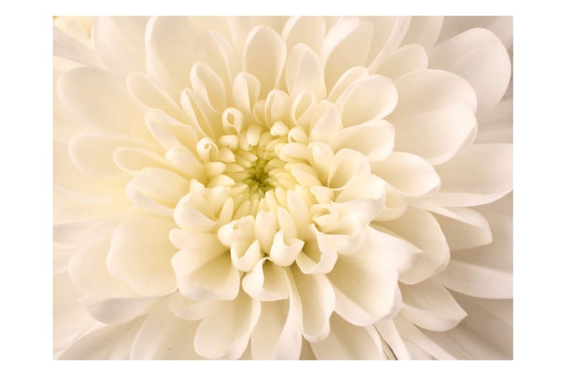 Fototapet White Dahlia 250x193 - Artgeist sp. z o. o. - Innredning - Veggdekorasjon - Tapeter - Fototapeter