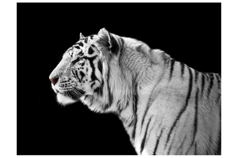 Fototapet White Tiger 200x154 - Artgeist sp. z o. o. - Innredning - Veggdekorasjon - Tapeter - Fototapeter