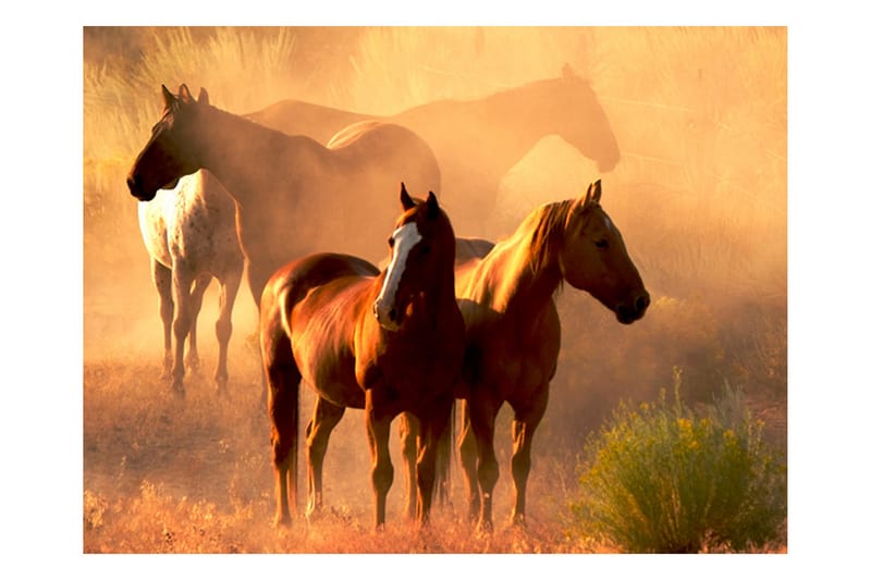 Fototapet Wild Horses Stäppen 200x154 - Artgeist sp. z o. o. - Innredning - Veggdekorasjon - Tapeter - Fototapeter