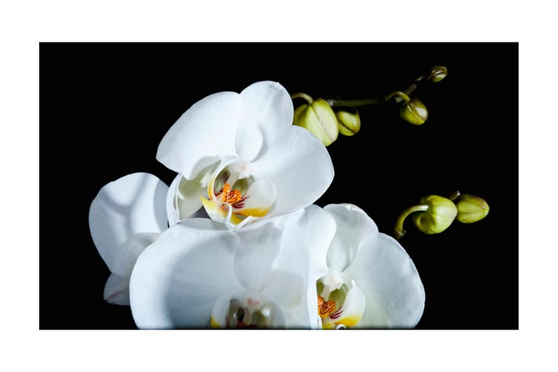 Fototapet Phalaenopsis 450x270 - Artgeist sp. z o. o. - Innredning - Veggdekorasjon - Tapeter - Fototapeter