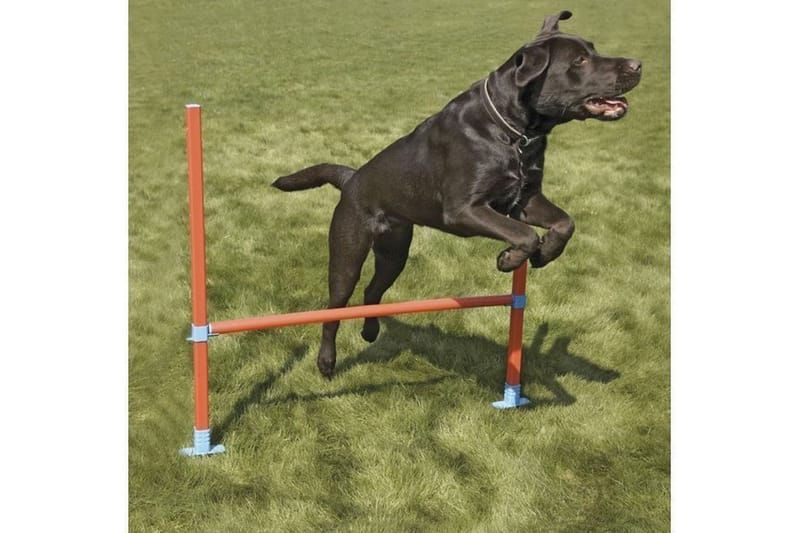 Agility-Hinder med Bæreveske Oransje/Turkis - Sport & fritid - Til dyrene - For hund - Hundetrening & agility