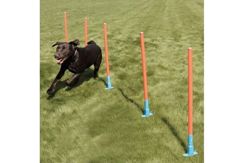 Agility Pinner 70cm 5 stk med Bæreveske Oransje/Turkis - Sport & fritid - Til dyrene - For hund - Hundetrening & agility